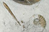 Fossil Nautilus (Cenoceras) With Belemnites - England #171259-3
